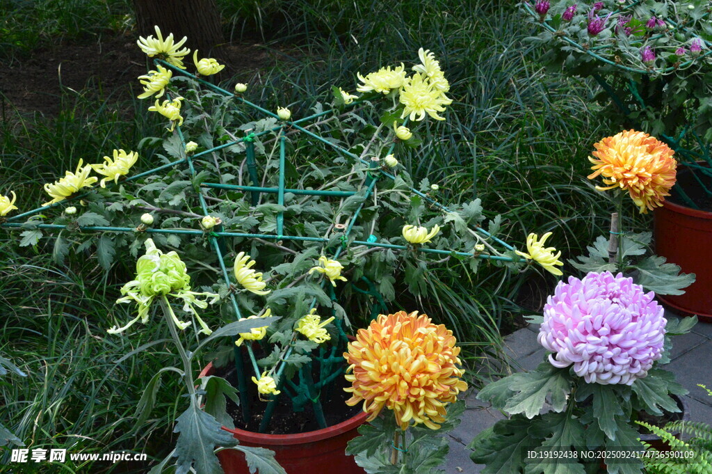 菊花 