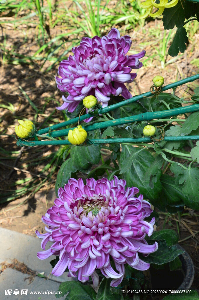 菊花 