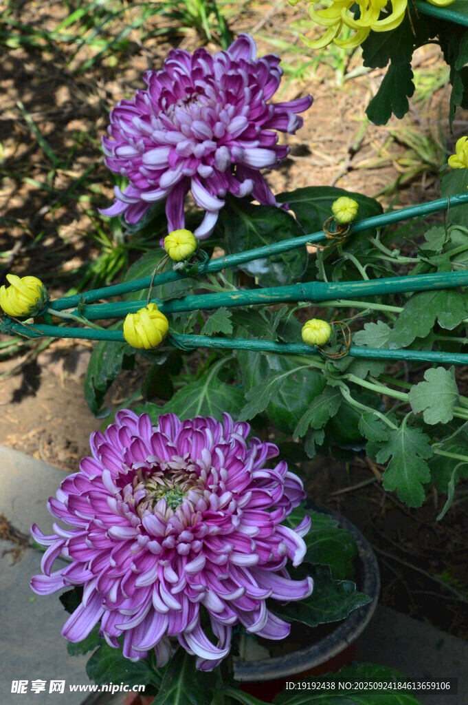 菊花 