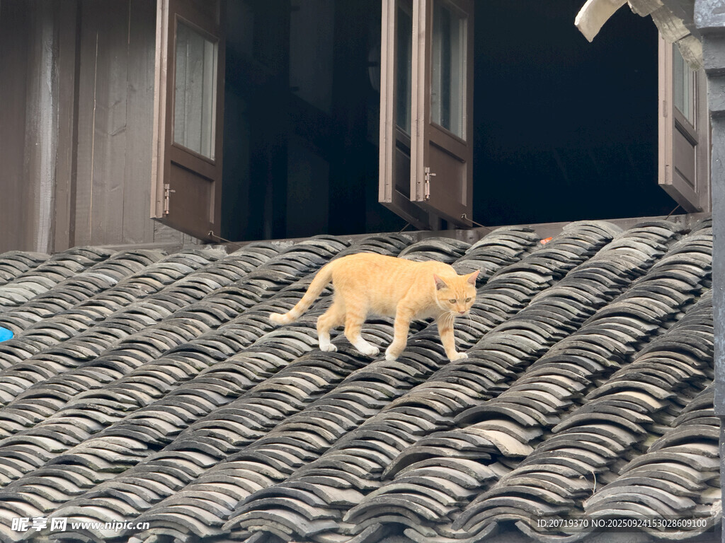屋顶上漫步的小黄猫