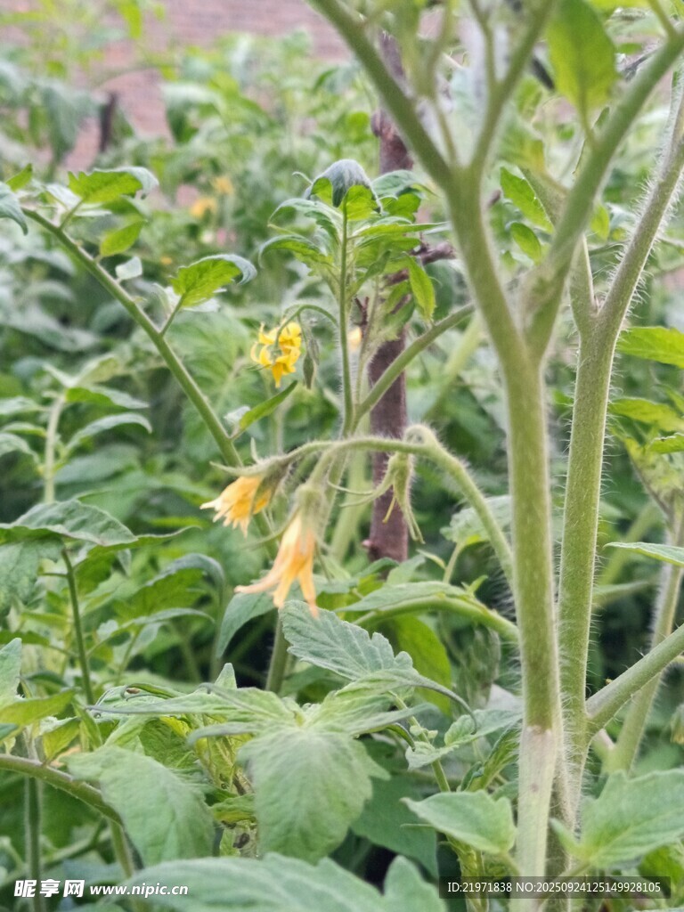 田间绽放的黄色小花