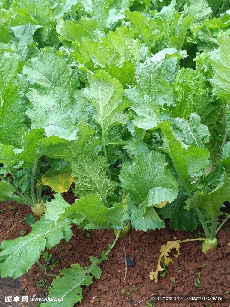 绿叶蔬菜种植景象