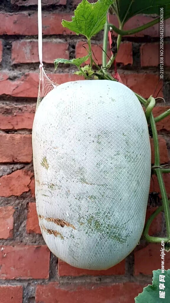 挂在砖墙上的大白冬瓜
