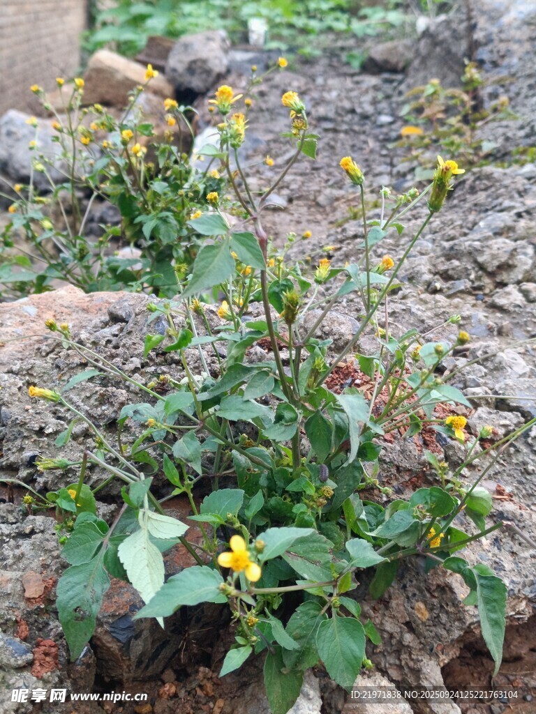 野外生长的黄色小花植物