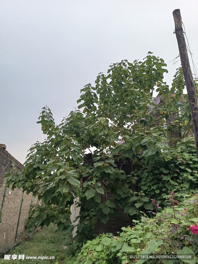 庭院绿植自然清新景致