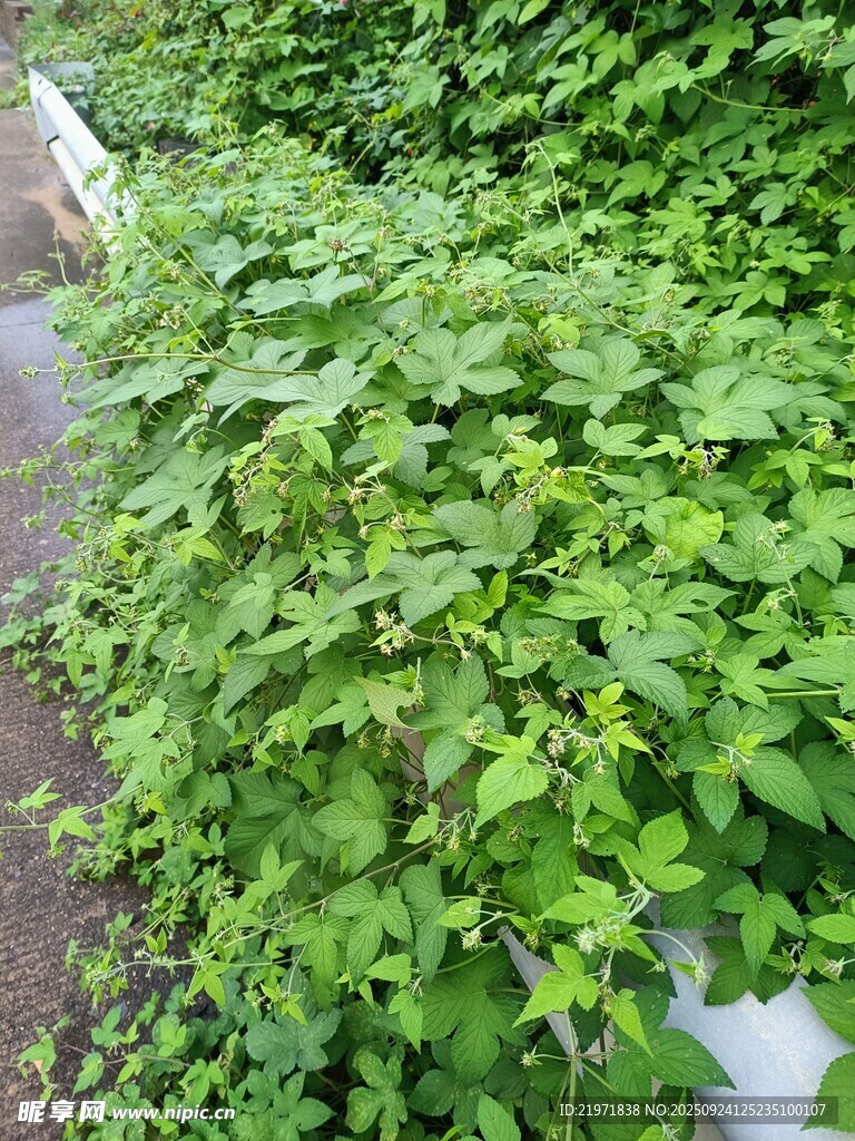 翠绿藤蔓覆盖墙面景象