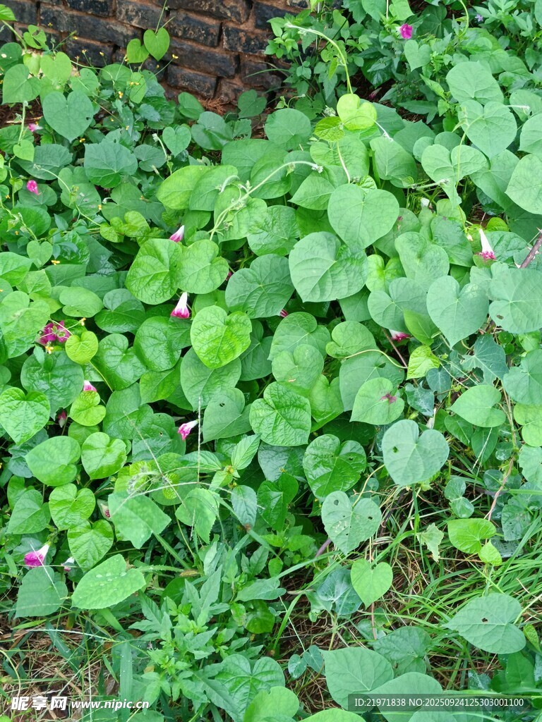 翠绿繁茂的地面绿植景观
