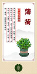 中药材 盆栽薄荷展示图