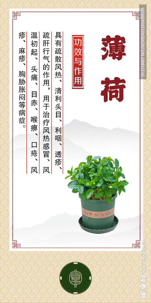 中药材 盆栽薄荷展示图