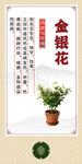 中药材 盆栽金银花 展示图