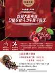 车厘子采摘海报