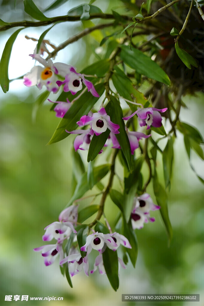 石斛花 