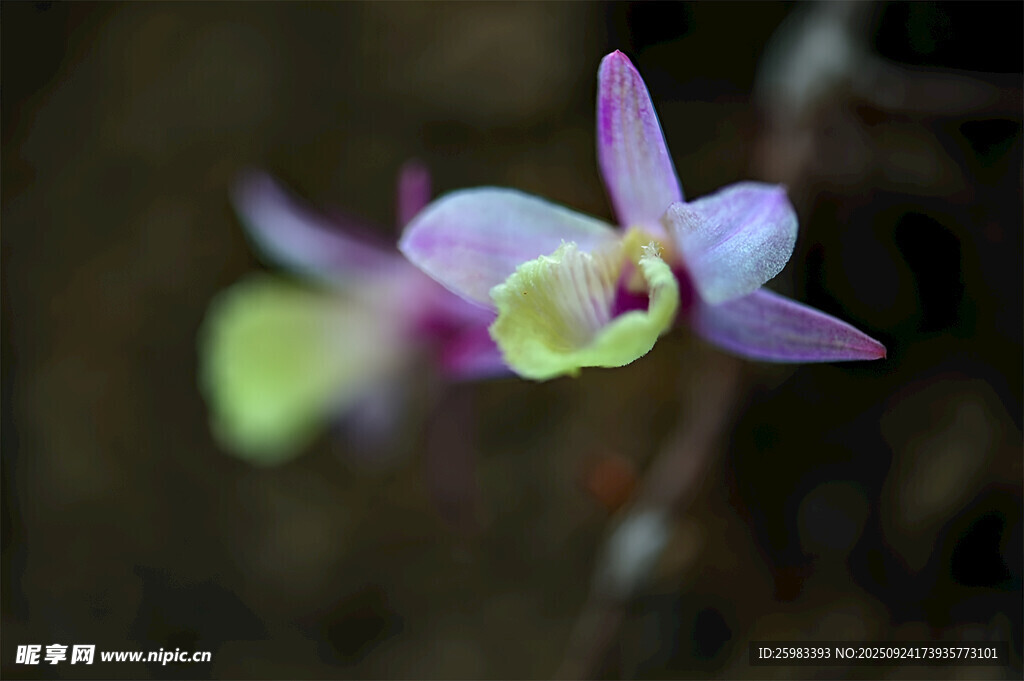 石斛花 
