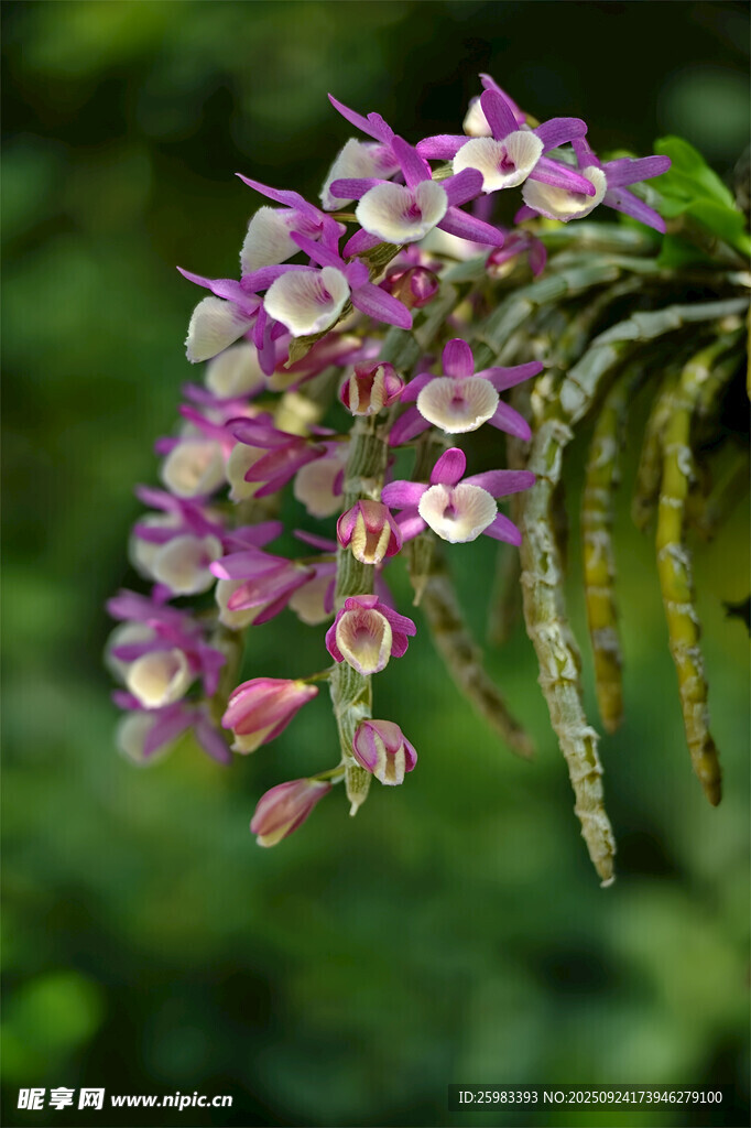 石斛花 