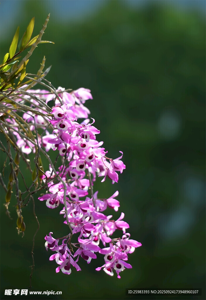 石斛花 