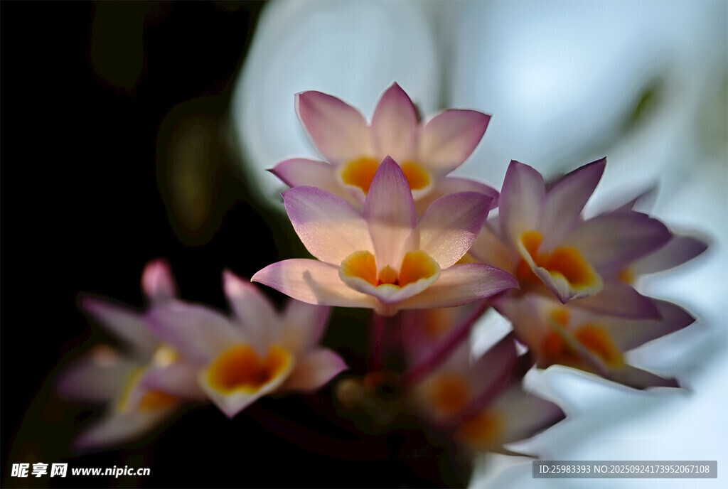 石斛花