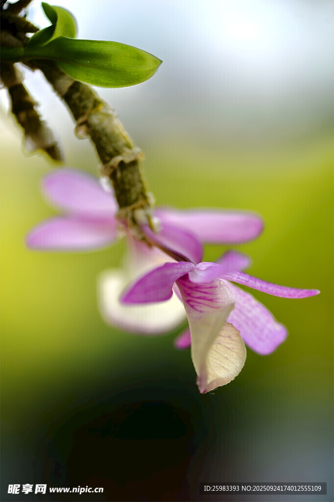 石斛花
