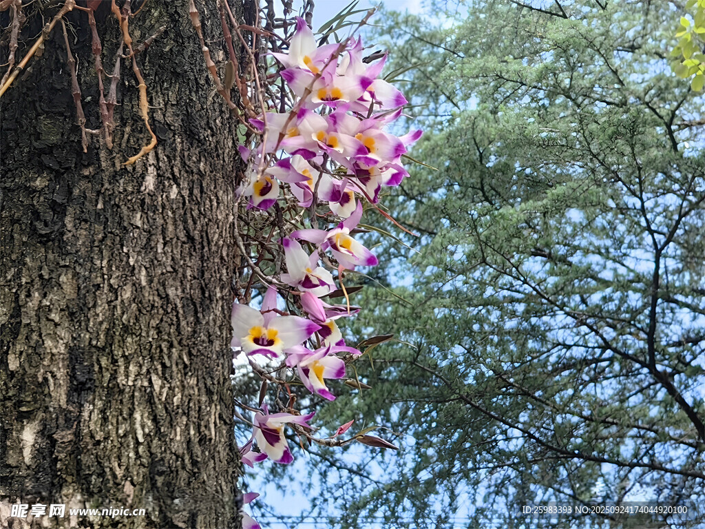 石斛花