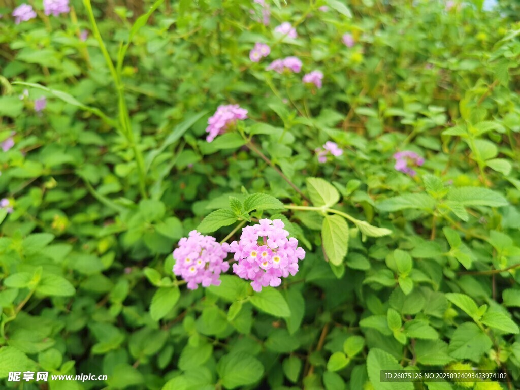 粉色小花绽放于绿叶间