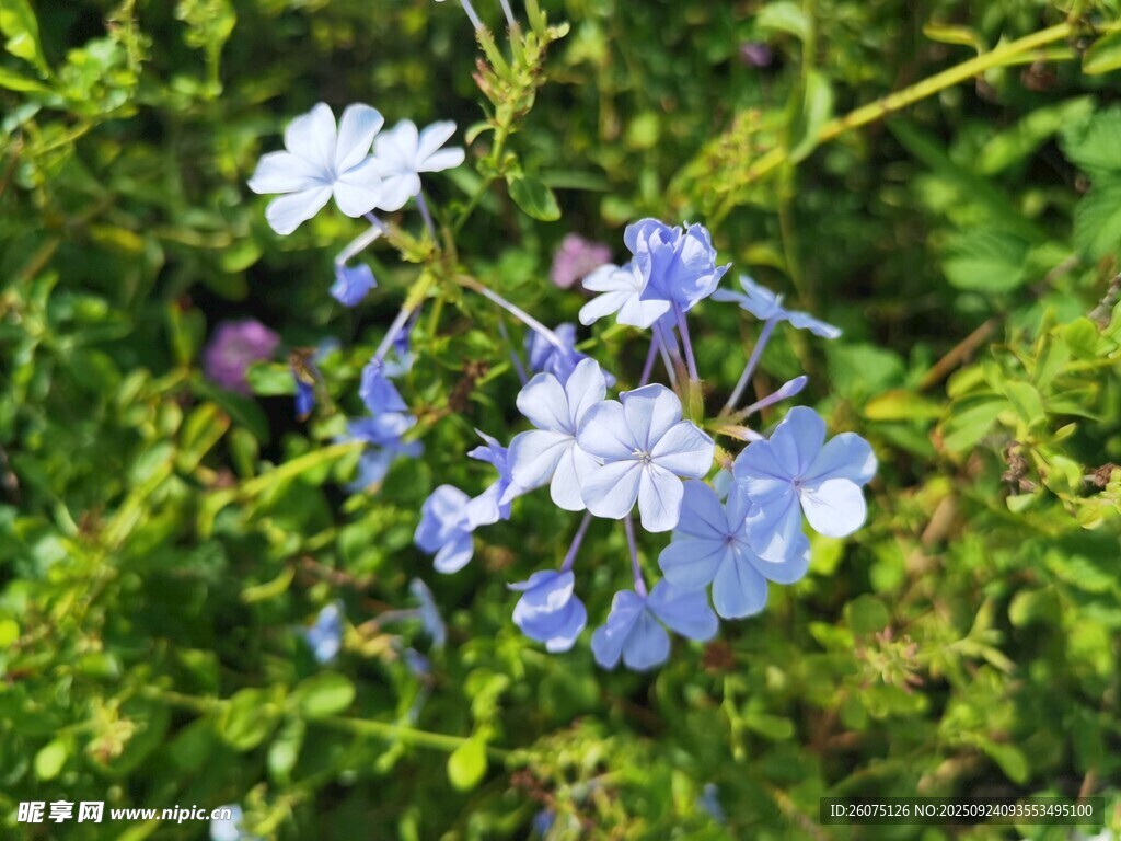 蓝花绽放于绿意之间