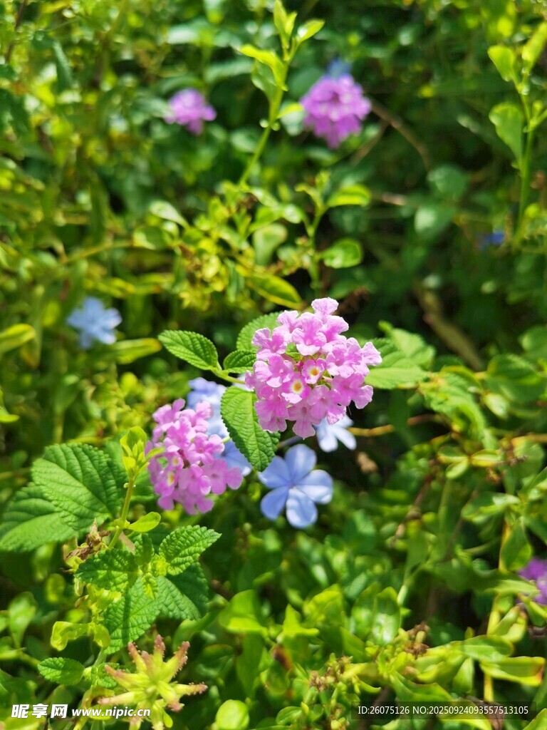 繁花绿叶间的美丽景致