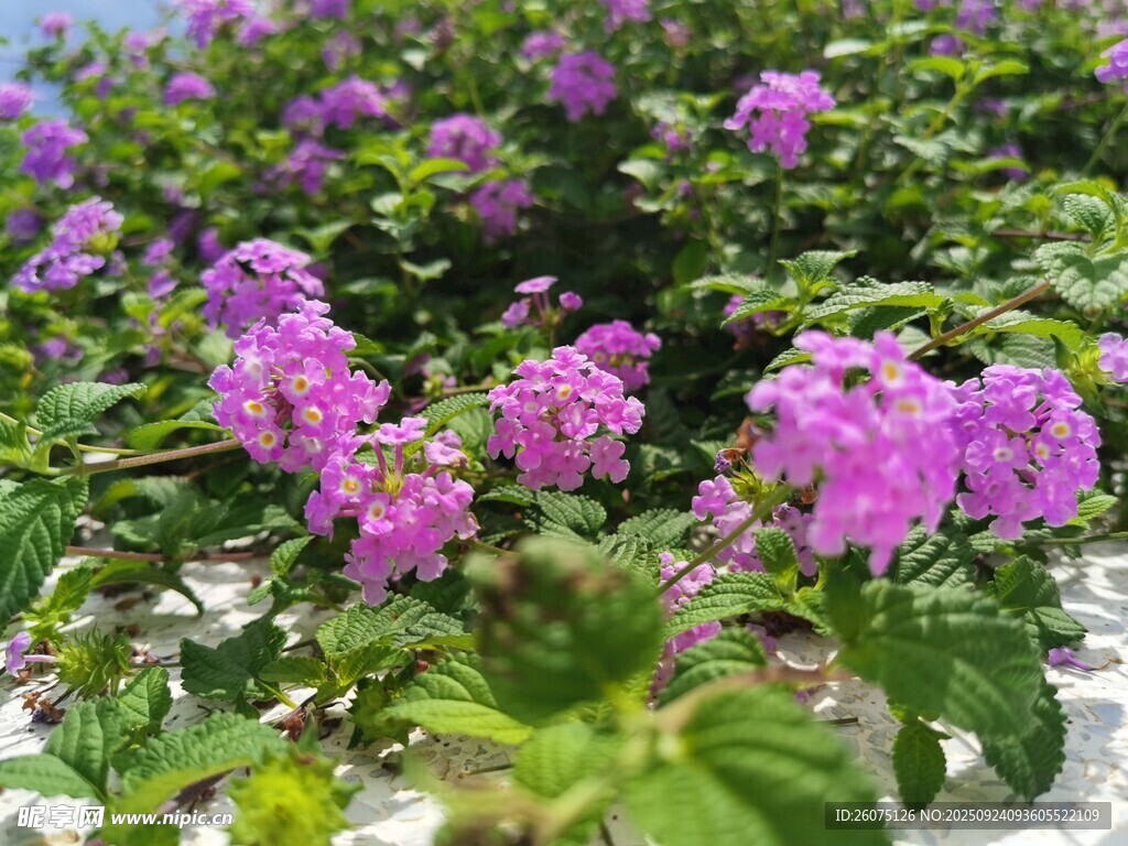 紫色花卉绽放于绿叶间