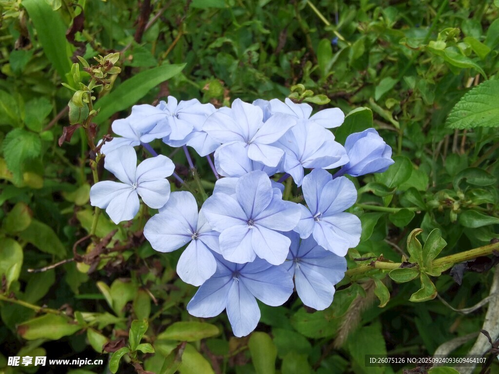 蓝花绽放于绿叶间