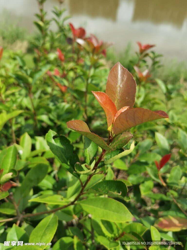 绿叶间的红嫩新叶