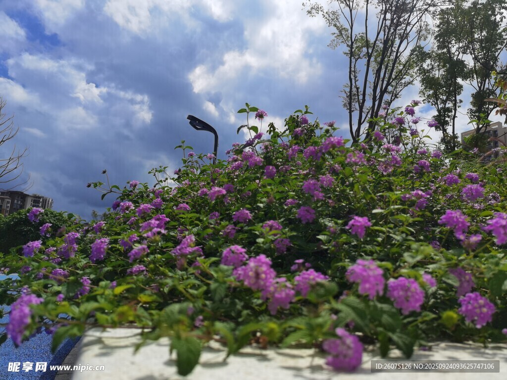 紫色花丛与蓝天相映成趣