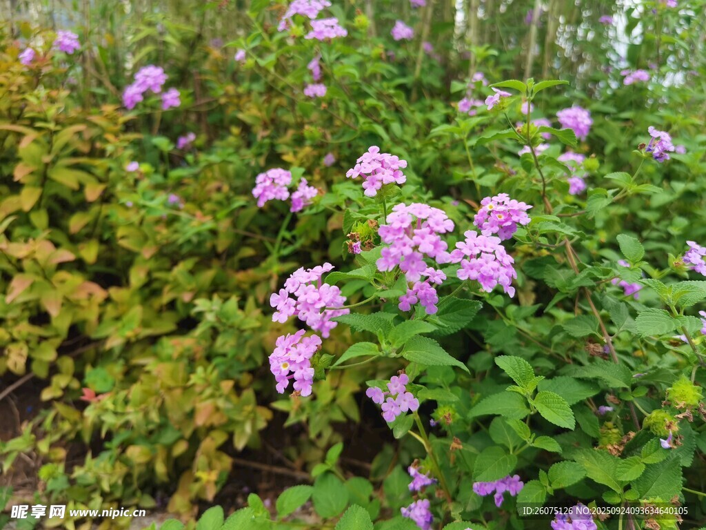繁茂花丛中的粉紫色花朵