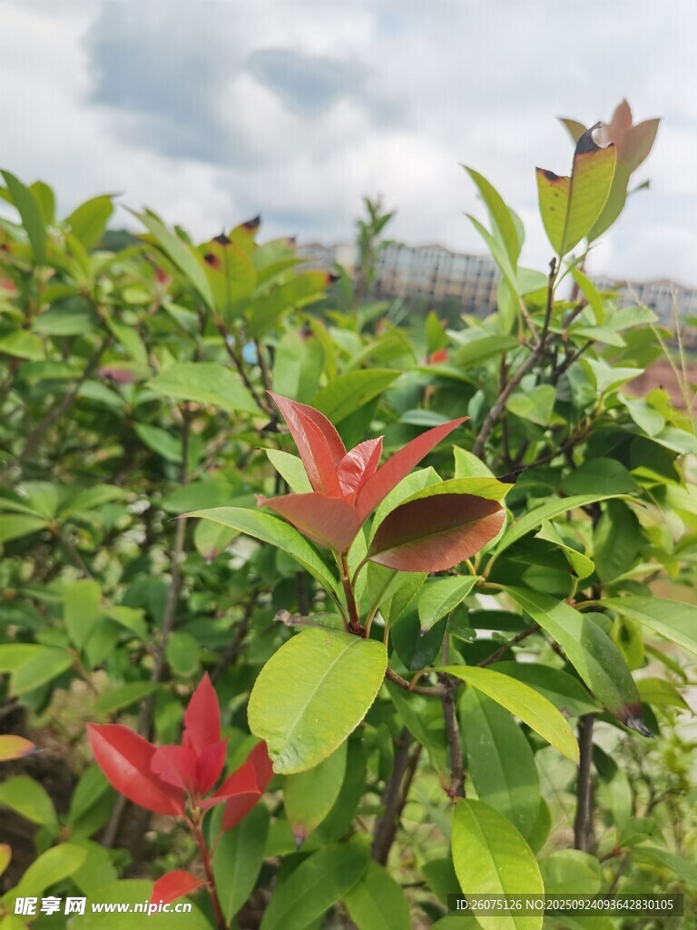 绿叶间的艳丽红色花朵