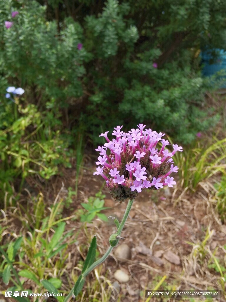 草丛中的粉色繁花