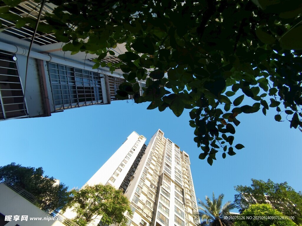 仰拍城市高楼与繁茂绿树景观