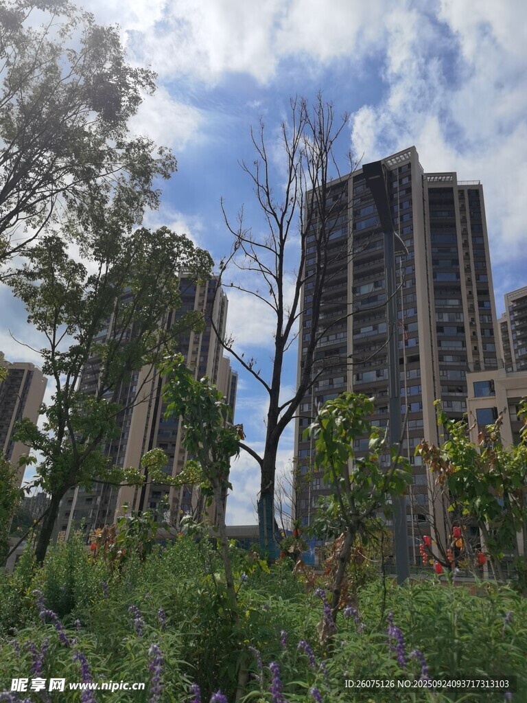 荒废高楼旁的繁茂绿植
