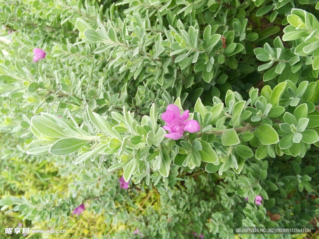 绿叶丛中的娇艳粉色花朵