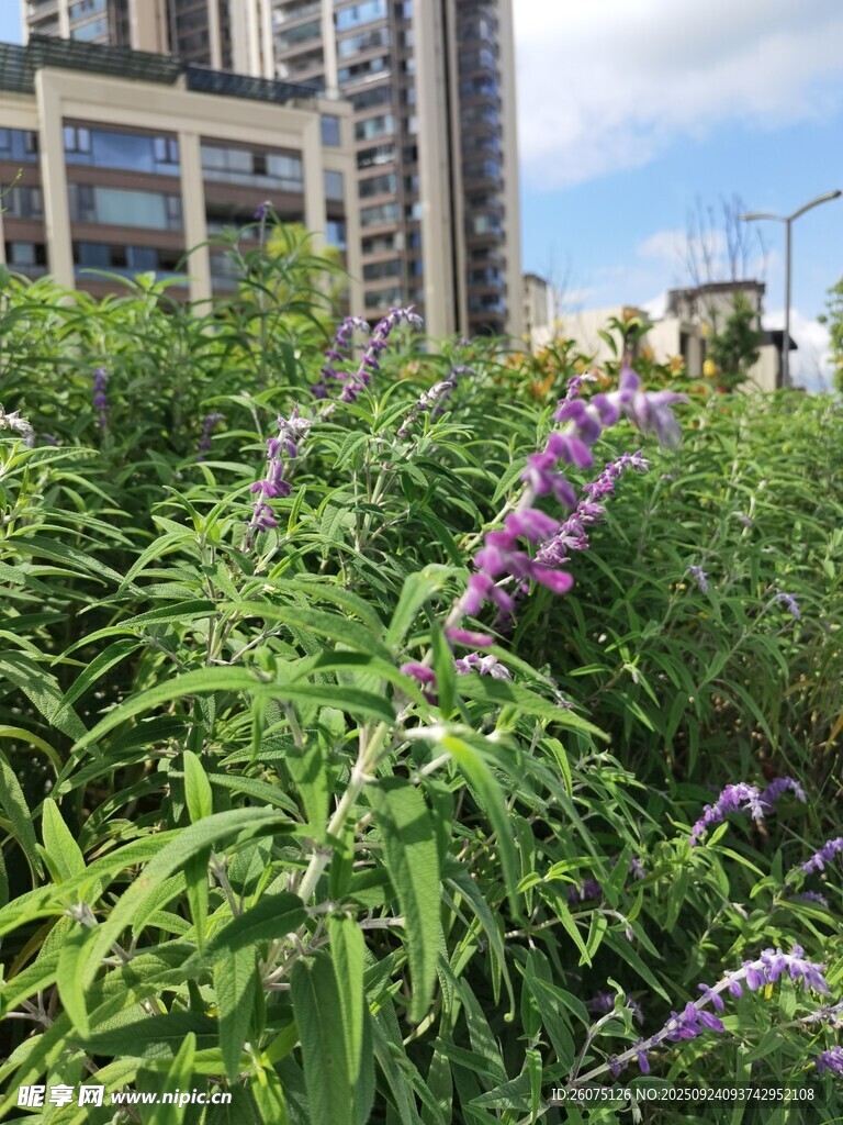 城市中绽放的紫色野花