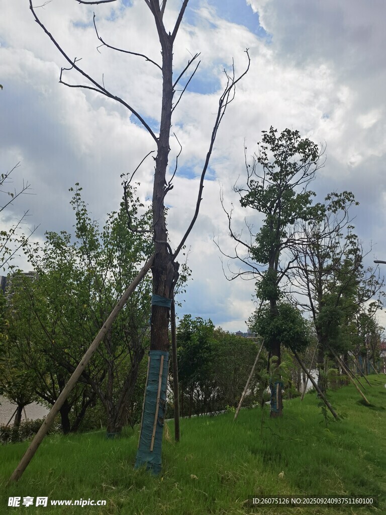 新植树木于绿意草地蓝天间