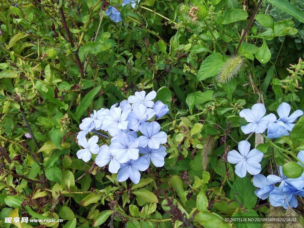 蓝花绽放于葱郁绿植间