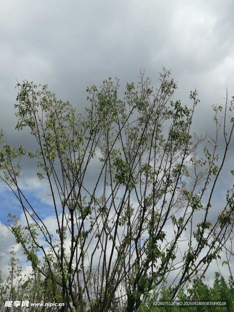 枝头绽新绿天空云相伴