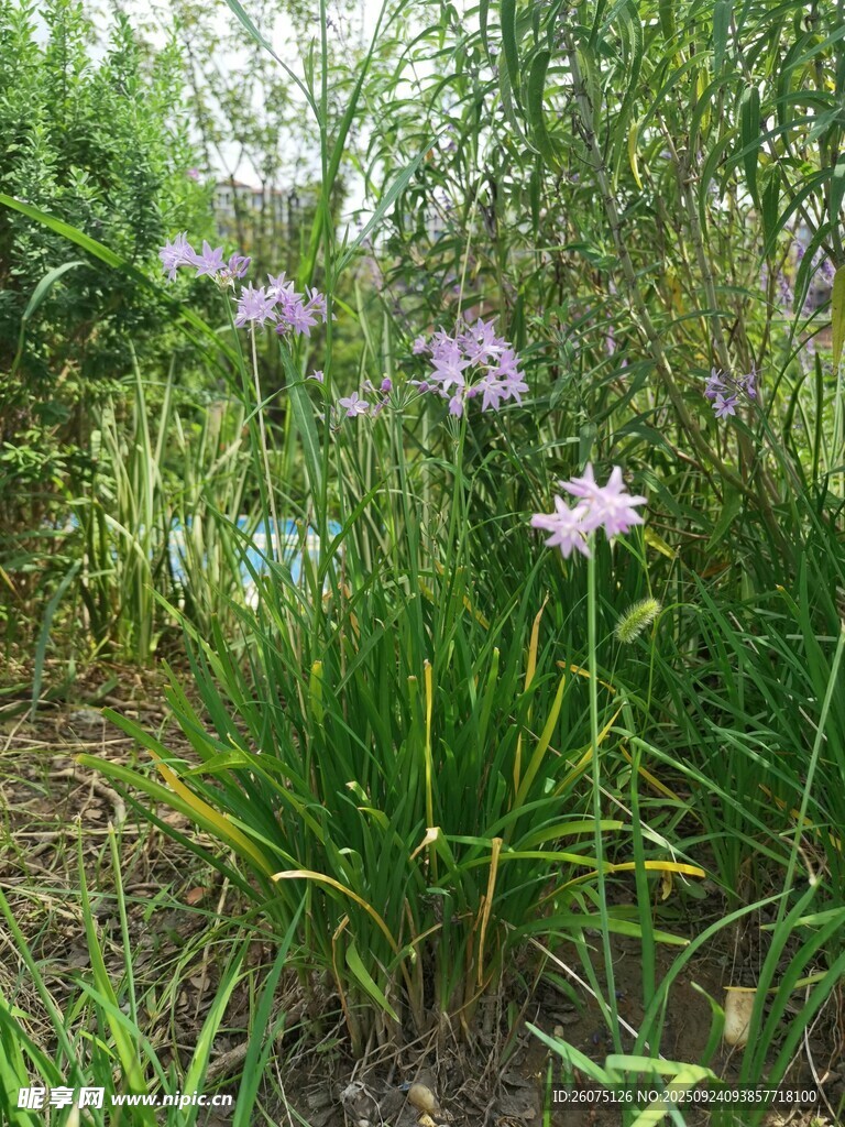 草丛中的紫色美丽花朵