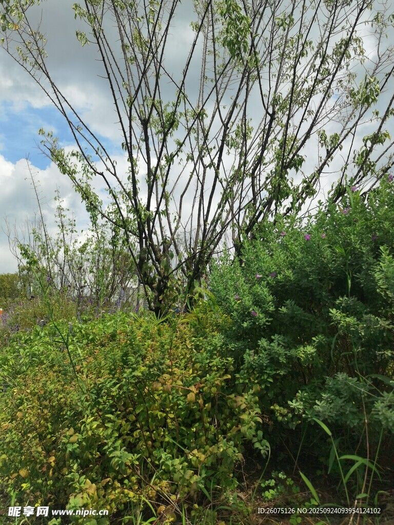 野外繁茂绿植景观
