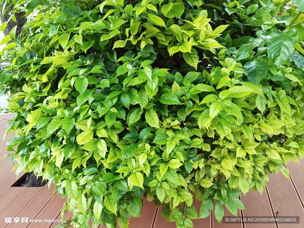 翠绿繁茂的盆栽绿植