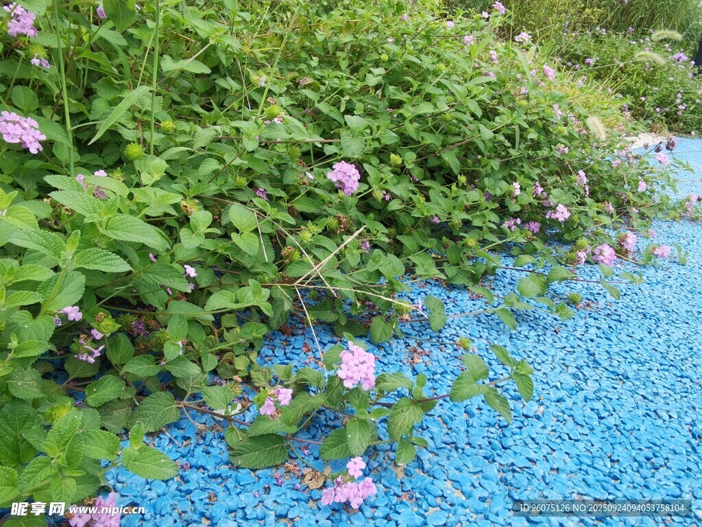蓝色步道旁的烂漫花丛