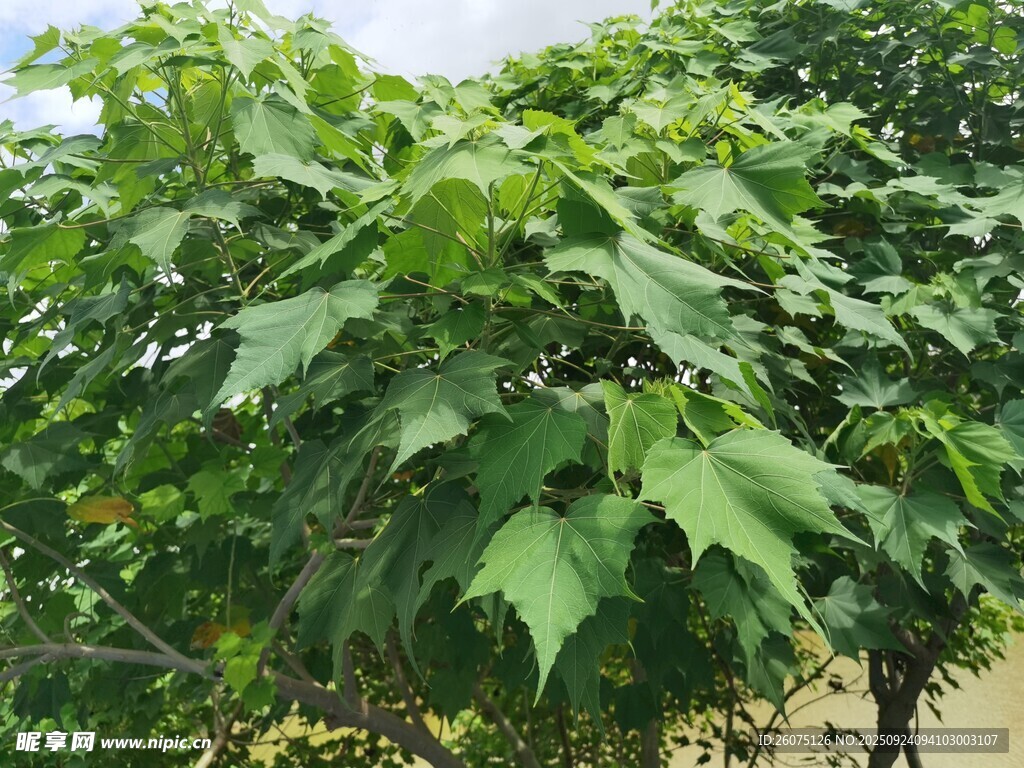 茂盛绿叶植物特写
