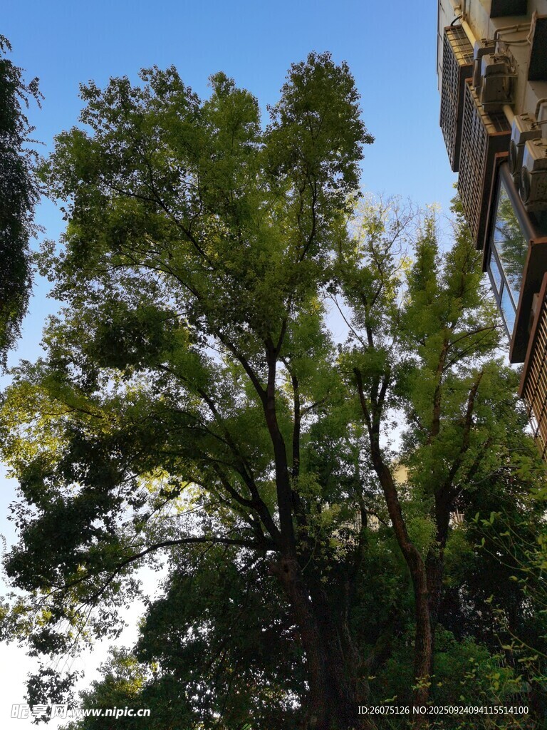 蓝天绿树间的自然景致