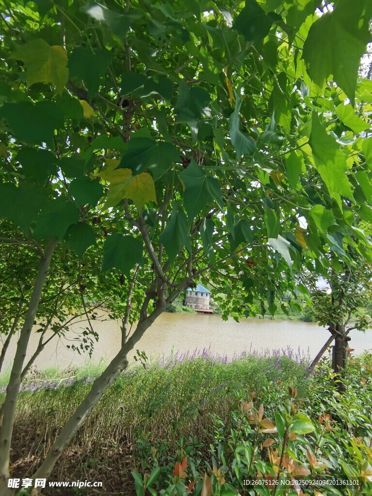 绿叶白花繁茂的树木景观