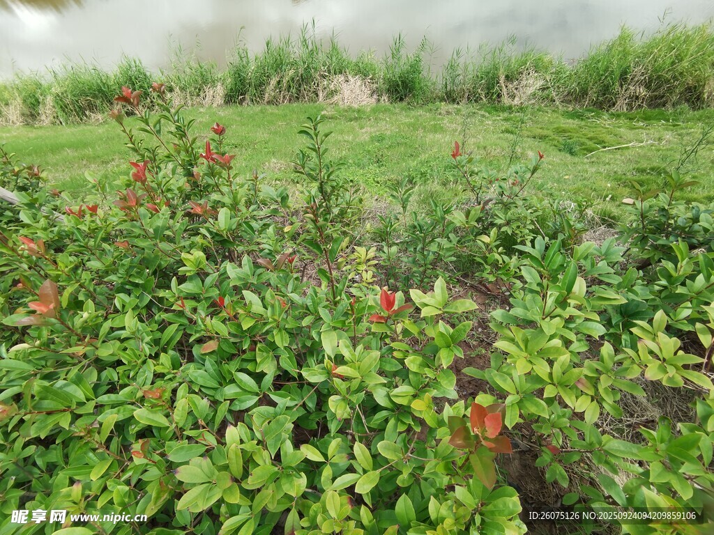 绿意盎然的野外植物景观
