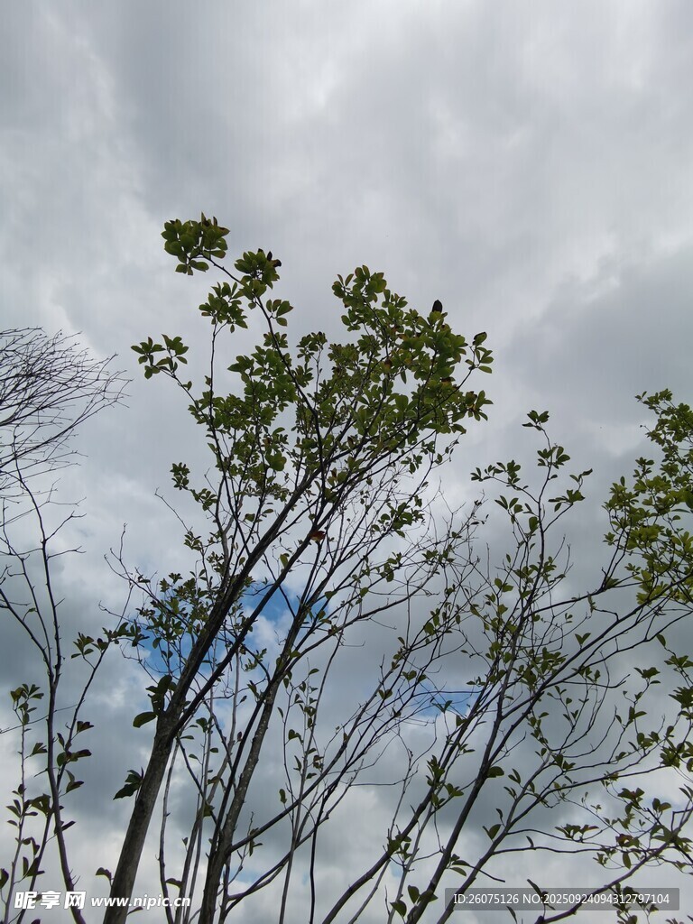 枝头绿意天空云影相伴