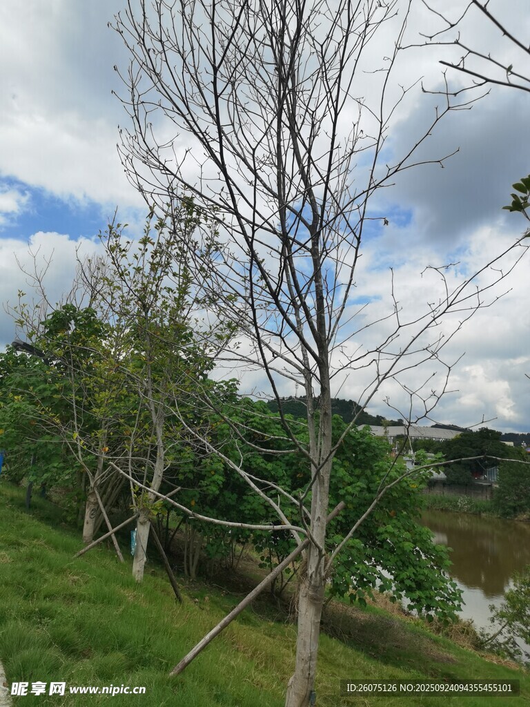 河岸光秃树木与葱郁草地
