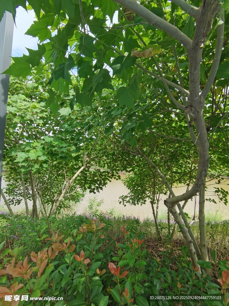 绿意盎然的树林景观